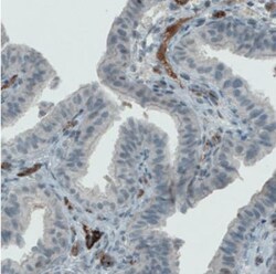 Von Willebrand Factor Antibody (CL1950), Novus Biologicals:Antibodies:Primary