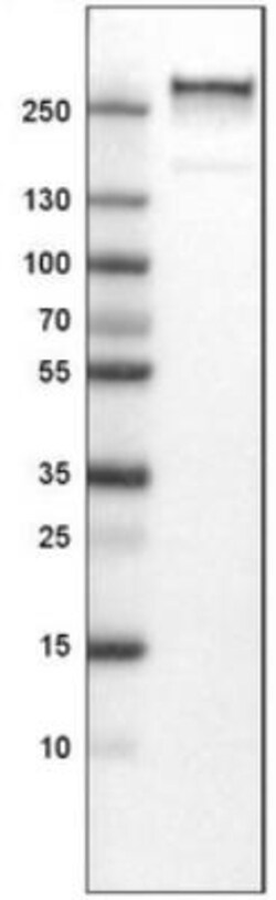 Von Willebrand Factor Antibody (CL1950), Novus Biologicals:Antibodies:Primary