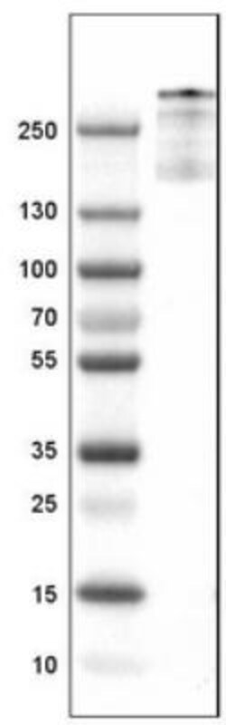 Von Willebrand Factor Antibody (CL1950), Novus Biologicals:Antibodies:Primary
