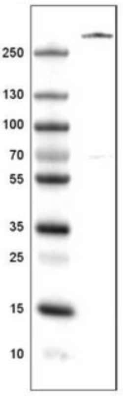 Von Willebrand Factor Antibody (CL1957), Novus Biologicals:Antibodies:Primary