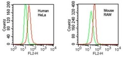 VprBP Antibody, Novus Biologicals:Antibodies:Primary Antibodies