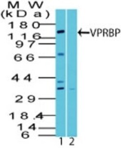 VprBP Antibody, Novus Biologicals:Antibodies:Primary Antibodies