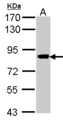 VPS16 Antibody, Novus Biologicals 0.1mL; Unlabeled:Antibodies, Polyclonal
