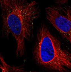 VPS26A Antibody (CL2287), Novus Biologicals 0.1mL; Unlabeled:Antibodies,