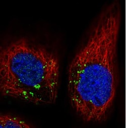 VPS26A Antibody (CL2287), Novus Biologicals 0.1mL; Unlabeled:Antibodies,