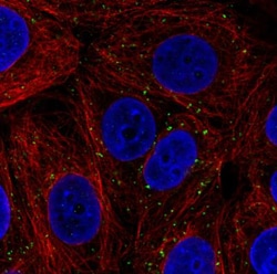VPS26A Antibody (CL2287), Novus Biologicals 0.1mL; Unlabeled:Antibodies,