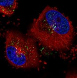 VPS26A Antibody (CL2287), Novus Biologicals 0.1mL; Unlabeled:Antibodies,