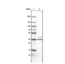 VPS26A Antibody (CL2287), Novus Biologicals 0.1mL; Unlabeled:Antibodies,