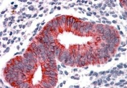 VPS29 Antibody, Novus Biologicals 0.1mg; Unlabeled:Antibodies, Polyclonal