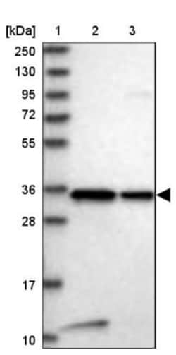 VPS37B Antibody, Novus Biologicals:Antibodies:Primary Antibodies