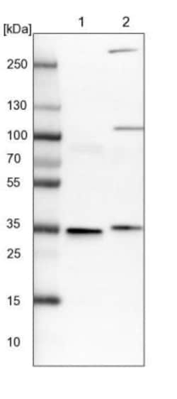VPS37B Antibody, Novus Biologicals:Antibodies:Primary Antibodies