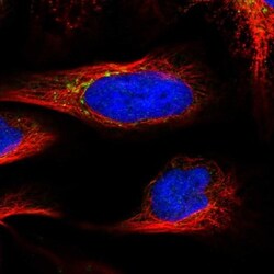 VPS37C Antibody, Novus Biologicals 25 &mu;L; Unlabeled:Antibodies, Polyclonal