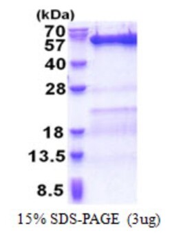 Novus Biologicals&trade;&nbsp;Recombinant Human VPS4B His Protein