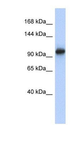 VPS54 Antibody, Novus Biologicals 100 &mu;L | Buy Online | Novus Biologicals | Fisher Scientific