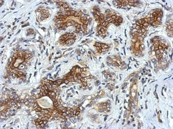 VSIG1 Antibody, Novus Biologicals 0.1mL; Unlabeled:Antibodies, Polyclonal