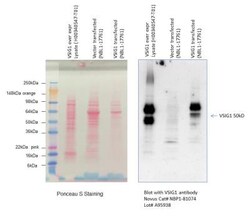 VSIG1 Antibody, Novus Biologicals 0.1mL; Unlabeled:Antibodies, Polyclonal