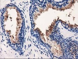 VSIG2 Antibody (OTI2D8), Novus Biologicals 0.1mL; Unlabeled:Antibodies,