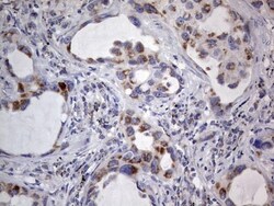 VSIG3/IGSF11 Antibody (OTI2H1), Novus Biologicals 0.1mL; Unlabeled:Antibodies,