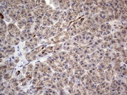 VSIG3/IGSF11 Antibody (OTI2H1), Novus Biologicals 0.1mL; Unlabeled:Antibodies,