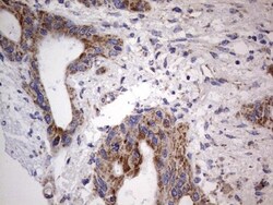 VSIG3/IGSF11 Antibody (OTI2H1), Novus Biologicals 0.1mL; Unlabeled:Antibodies,