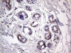 VSIG3/IGSF11 Antibody (OTI2H1), Novus Biologicals 0.1mL; Unlabeled:Antibodies,