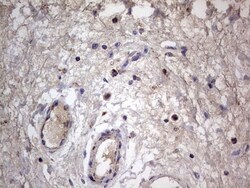 VSIG3/IGSF11 Antibody (OTI2H1), Novus Biologicals 0.1mL; Unlabeled:Antibodies,