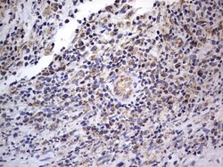 VSIG3/IGSF11 Antibody (OTI2H1), Novus Biologicals 0.1mL; Unlabeled:Antibodies,
