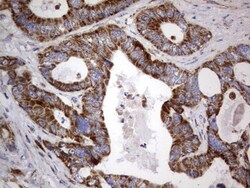 VSIG3/IGSF11 Antibody (OTI2H1), Novus Biologicals 0.1mL; Unlabeled:Antibodies,