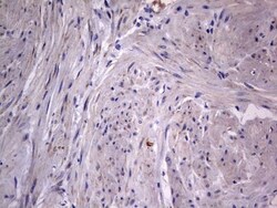 VSIG3/IGSF11 Antibody (OTI2H1), Novus Biologicals 0.1mL; Unlabeled:Antibodies,