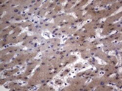 VSIG3/IGSF11 Antibody (OTI2H1), Novus Biologicals 0.1mL; Unlabeled:Antibodies,