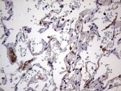 VSIG3/IGSF11 Antibody (OTI2H1), Novus Biologicals 0.1mL; Unlabeled:Antibodies,