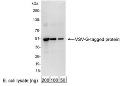 VSV-G Epitope Tag Antibody - BSA Free, Novus Biologicals 0.1 mL | Buy Online | Novus Biologicals | Fisher Scientific