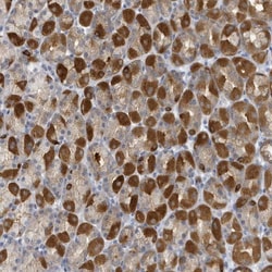 VTA1 Antibody, Novus Biologicals 0.1mL; Unlabeled:Antibodies, Polyclonal