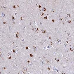 VTI1B Antibody, Novus Biologicals 25 &mu;L, Unlabeled:Antibodies, Polyclonal
