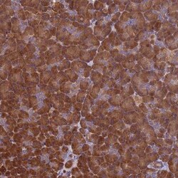VWA3A Antibody, Novus Biologicals:Antibodies:Primary Antibodies