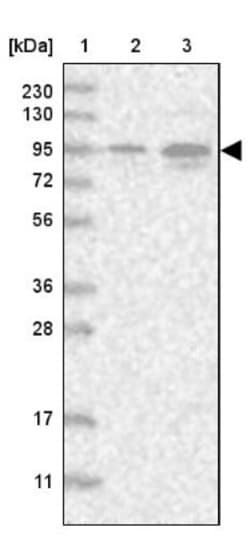 VWA3B Antibody, Novus Biologicals 0.1mL; Unlabeled:Antibodies, Polyclonal