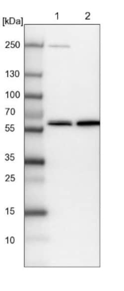 VWA9 Antibody, Novus Biologicals:Antibodies:Primary Antibodies