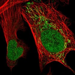 VWA9 Antibody, Novus Biologicals:Antibodies:Primary Antibodies