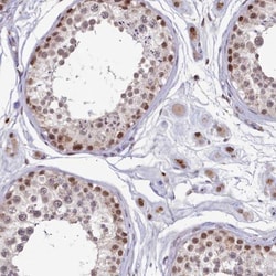 VWA9 Antibody, Novus Biologicals:Antibodies:Primary Antibodies