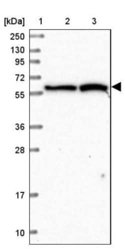 VWA9 Antibody, Novus Biologicals:Antibodies:Primary Antibodies