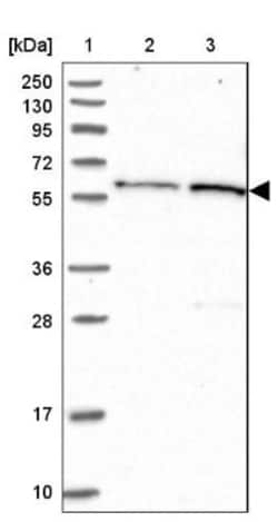 VWA9 Antibody, Novus Biologicals:Antibodies:Primary Antibodies