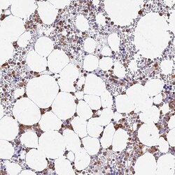 VWC2L Antibody, Novus Biologicals:Antibodies:Primary Antibodies