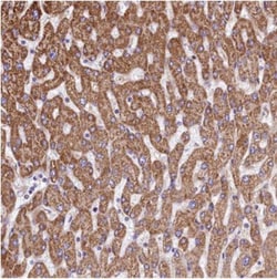 VWCE Antibody, Novus Biologicals 25ul | Buy Online | Novus Biologicals | Fisher Scientific