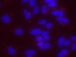 WAPL Antibody, Novus Biologicals 0.1mg; Unlabeled:Antibodies, Polyclonal
