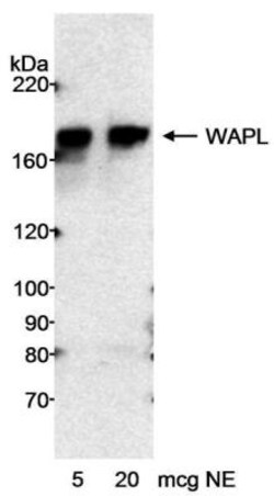 WAPL Antibody, Novus Biologicals 0.1mg; Unlabeled:Antibodies, Polyclonal