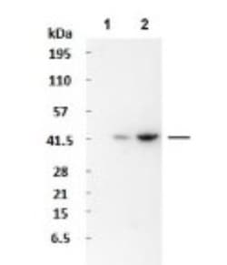 WASF3/WAVE3 Antibody, Novus Biologicals 100&mu;L; Unlabeled:Antibodies,
