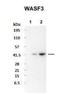 WASF3/WAVE3 Antibody, Novus Biologicals 100&mu;L; Unlabeled:Antibodies,