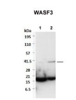 WASF3/WAVE3 Antibody, Novus Biologicals 100&mu;L; Unlabeled:Antibodies,
