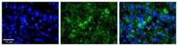 WBP11 Antibody, Novus Biologicals 20&mu;L; Unlabeled:Antibodies, Polyclonal