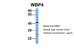 WBP4 Antibody, Novus Biologicals:Antibodies:Primary Antibodies